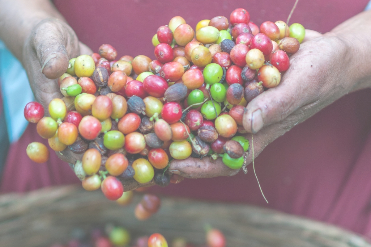 Økologisk kaffe og te til samme budget