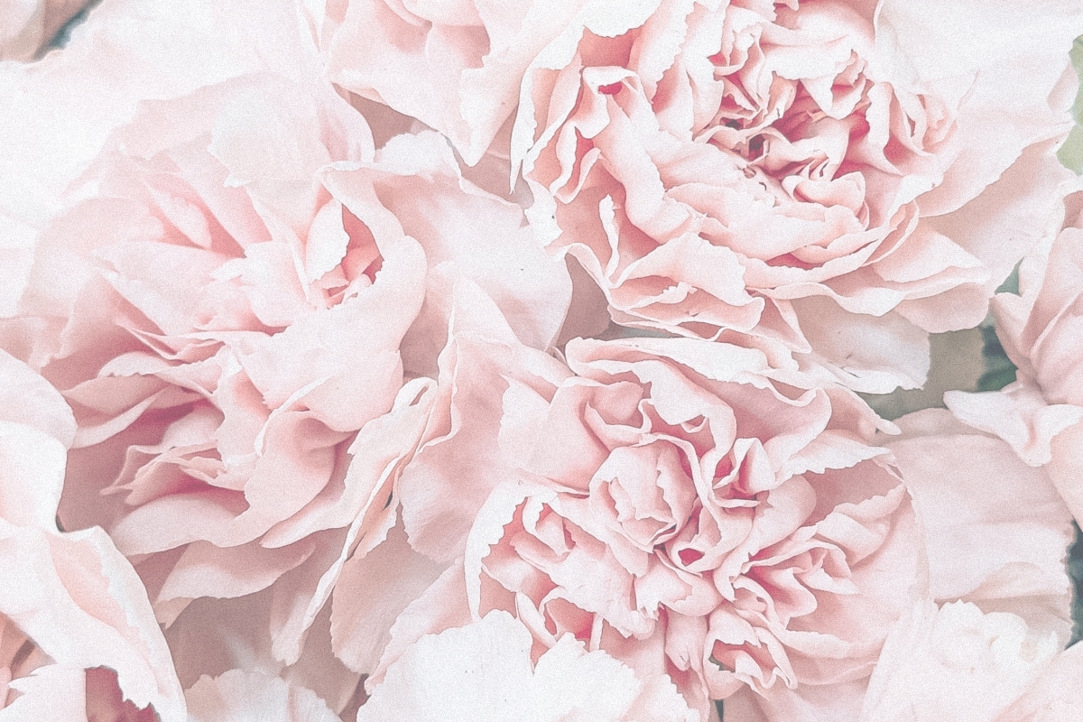 Snitblomster – Økologiske og/eller GOTS certificerede