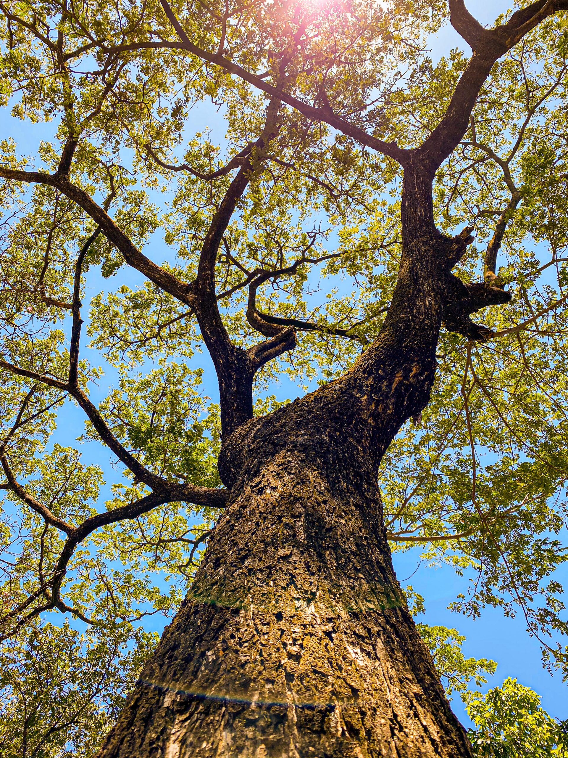 Planter nye træer, når gamle fældes