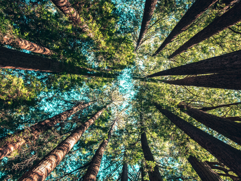 bæredygtighed-forum-dfm