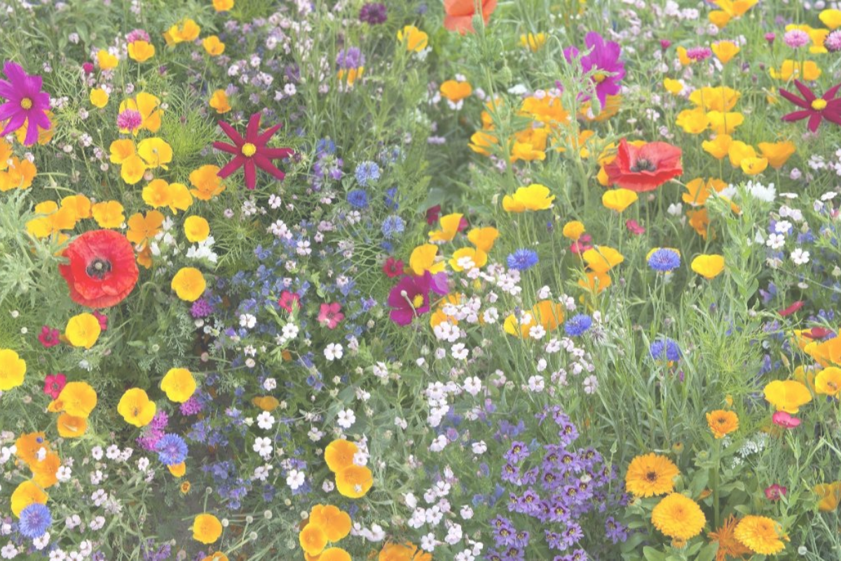 Social bæredygtighed