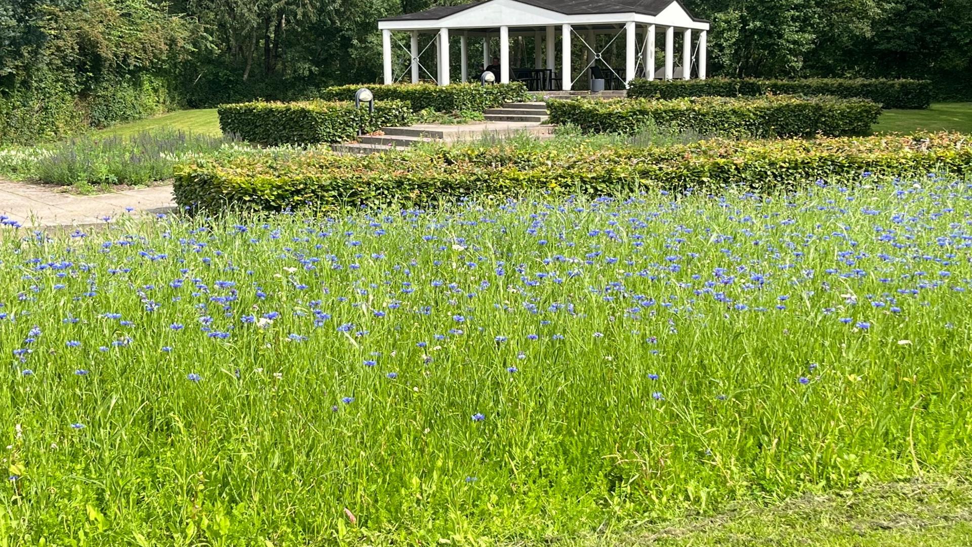 Fra græsplæner til biodiversitet