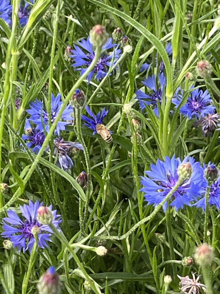 Evida biodiversitet FM DFM