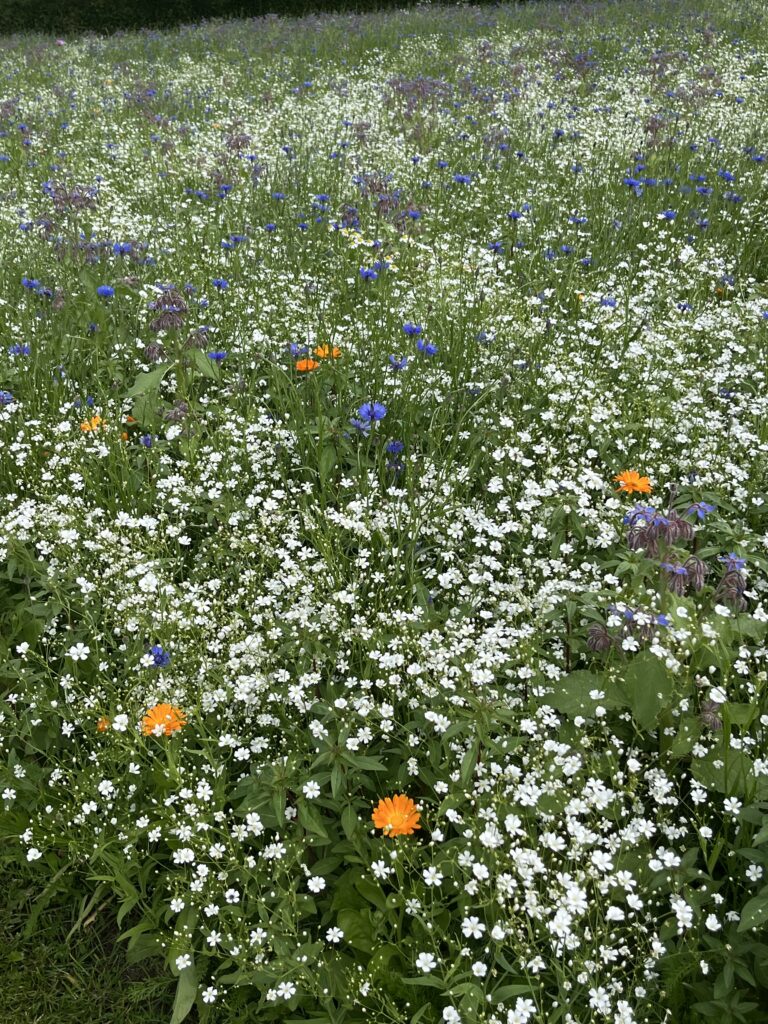 Evida biodiversitet FM DFM