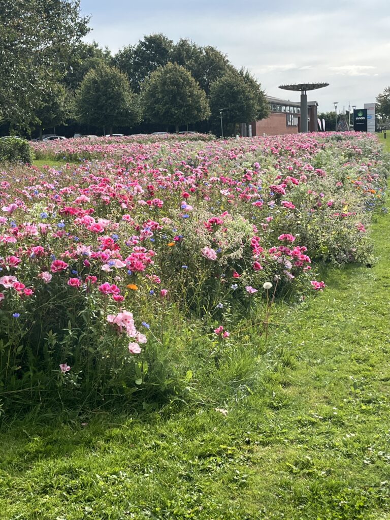 Evida biodiversitet FM DFM